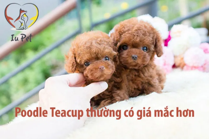 Các loại cá hồi khác nhau