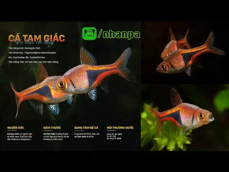 ca harlequin rasbora jpg 189313be