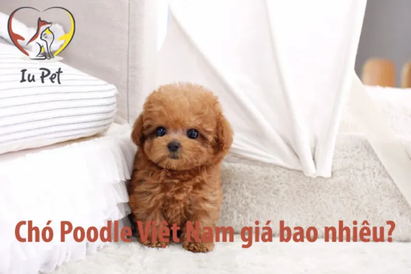 cho poodle gia bao nhieu 71f25179