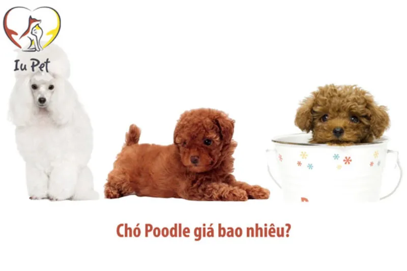 gia cho poodle be7fb809 1